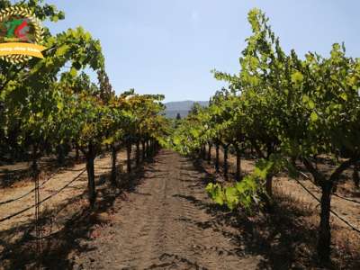 Hành trình làm ra những chai rượu vang tuyệt hảo