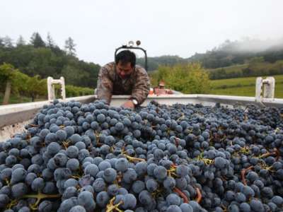 Nho Nero d’Avola – nho đỏ đặc trưng của đảo Sicily miền Nam nước Ý