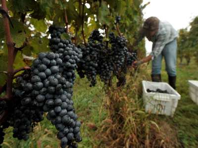 Vang Italia - Tìm hiểu về nền công nghiệp rượu vang Italia