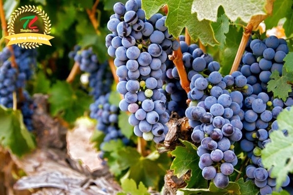 Il gran passo primitivo puglia 2