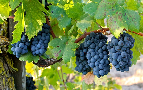 M Primitivo Salent04