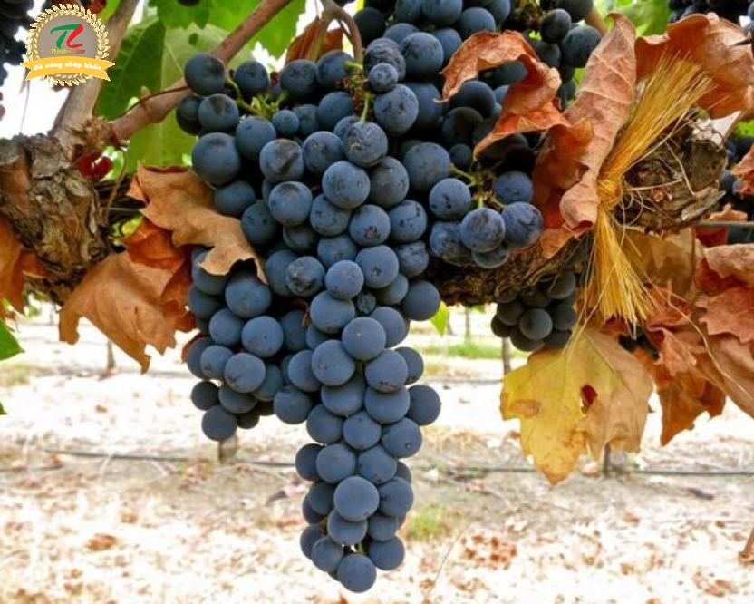 Megale Hellas Malvasia Nera su tinh tuy den tu nuoc y 2