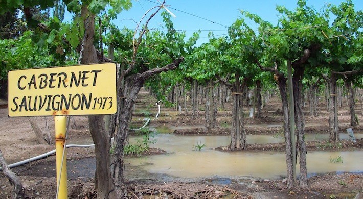 Puerto Salinas 2010: Sự kết hợp hoàn hảo của những giống nho thượng hạng