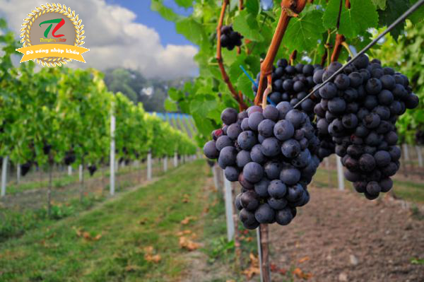 Vin de bordeaux Ulysse Bordeaux huong vi tuyet hao den tu tay nam nuoc Phap