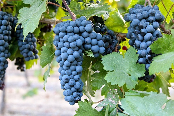 argivo riserva primitivo di manduria vien hong ngoc quy gia cua nuoc y tho mong