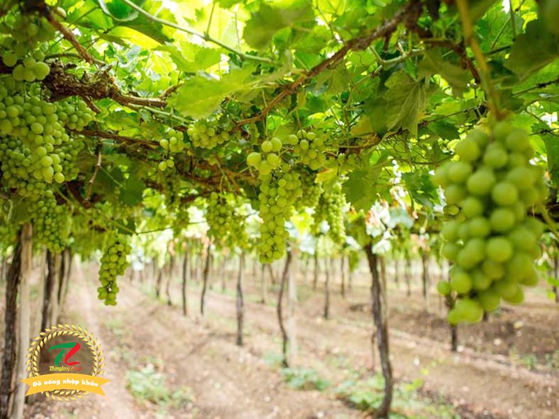 canelli noi khai sinh ruou vang ngot tai y 1