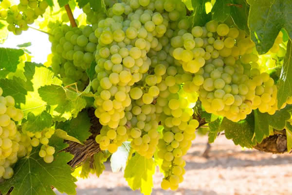chardonnay salento biano 2