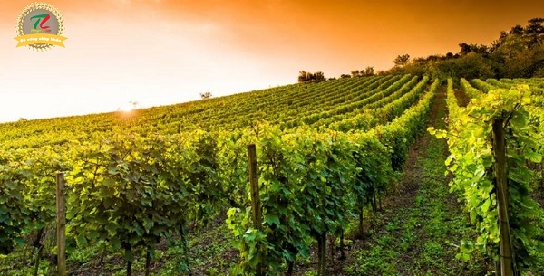 leve primitivo di manduria 1