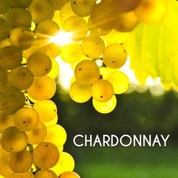 nho chardonnay 3