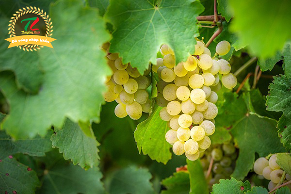 nottetempo 100 barrique chardonnay 3