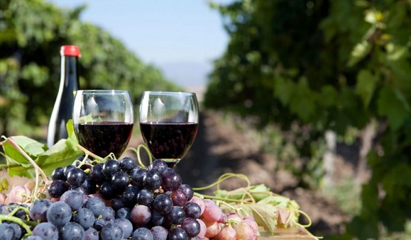 primitivo giong nho tao nen nhung tuyet pham ruou vang tru danh nuoc y 1