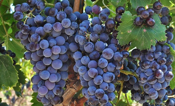 primitivo giong nho tao nen nhung tuyet pham ruou vang tru danh nuoc y