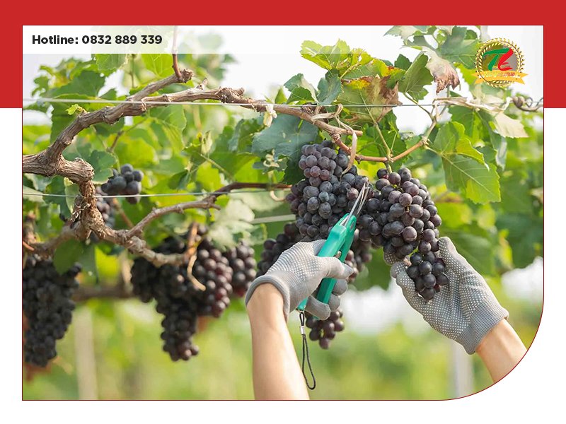 quy trinh san xuat ruou vang duoc tien hanh nhu the nao 2