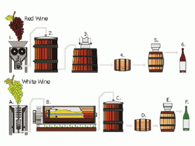 Khám phá lịch sử rượu vang