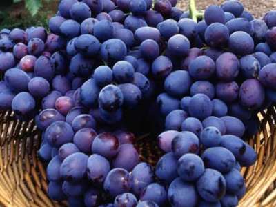 Những giống nho làm rượu vang trứ danh 