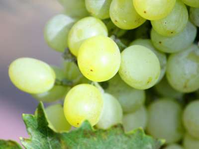 Nho Chardonnay – nữ hoàng của hoàng tộc vang trắng