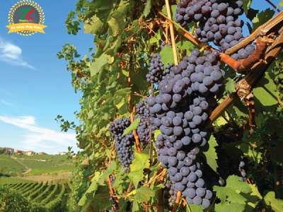 Primitivo - Giống nho tạo nên những chai vang Ý trứ danh 