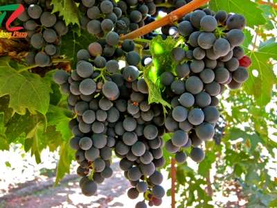 Tìm hiểu về giống nho Montepulciano