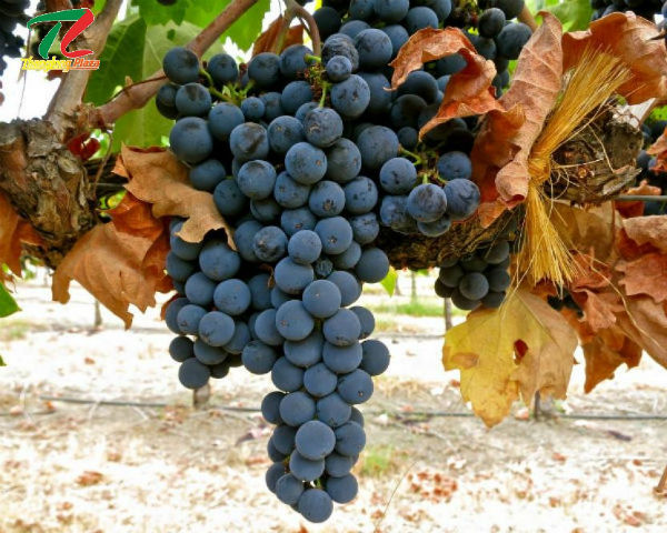 ruou vang V Negroamaro Salento 1