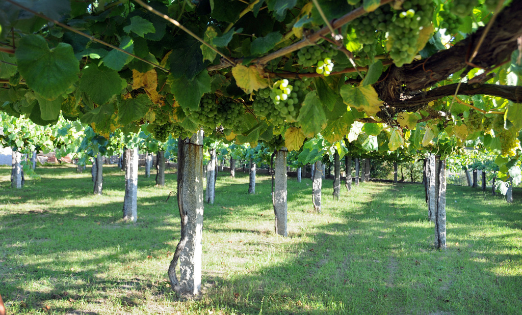 ruou-vang-tay-ban-nha-1