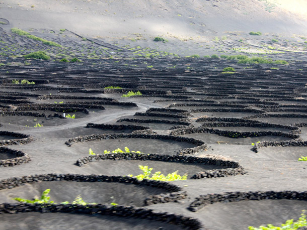 ruou-vang-tay-ban-nha-6