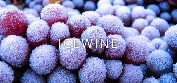 ruou vang tuyet ice wine co gi dac biet