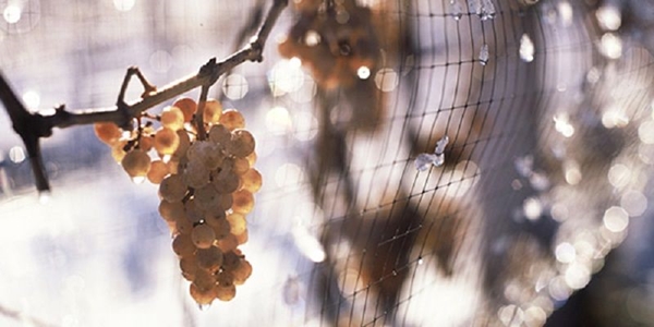 ruou vang tuyet ice wine co gi dac biet1