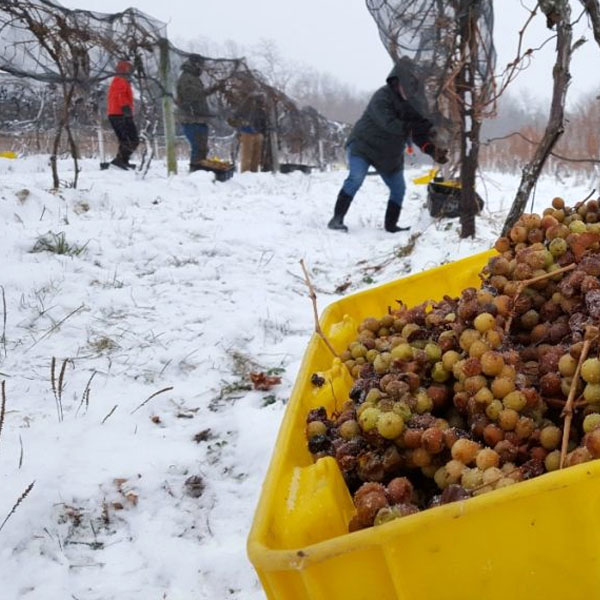ruou vang tuyet ice wine co gi dac biet2