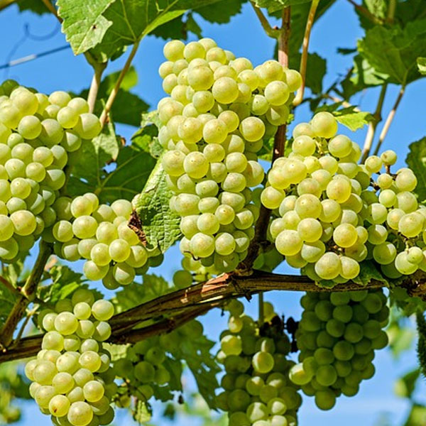 ruou vang tuyet ice wine co gi dac biet3