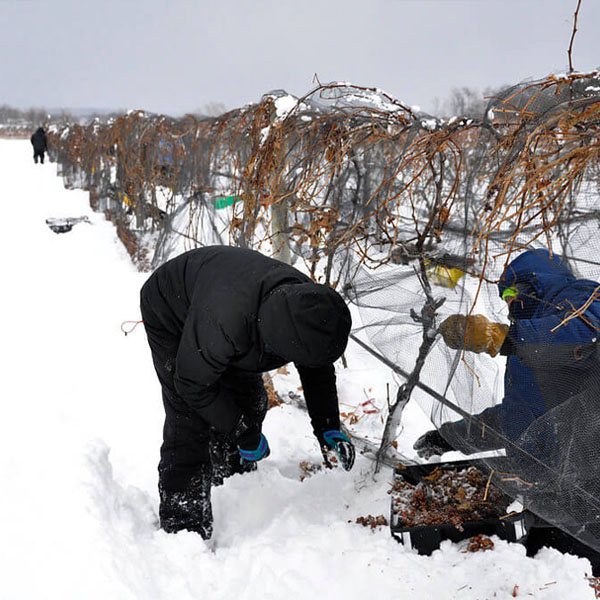 ruou vang tuyet ice wine co gi dac biet4