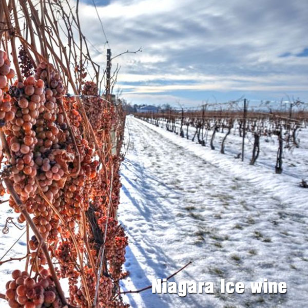 ruou vang tuyet ice wine co gi dac biet5