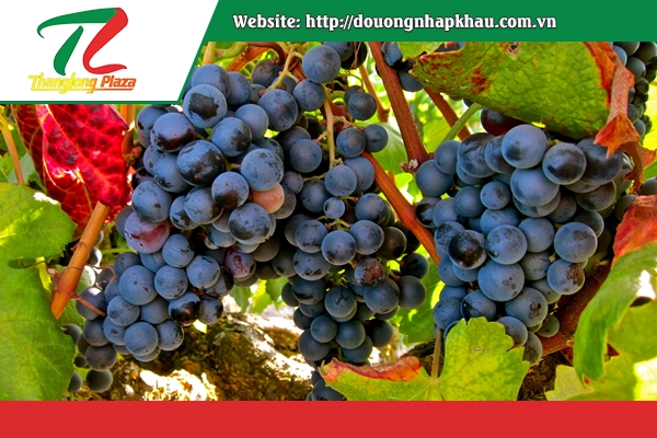 tim hieu ve giong nho do garnacha tintorera0