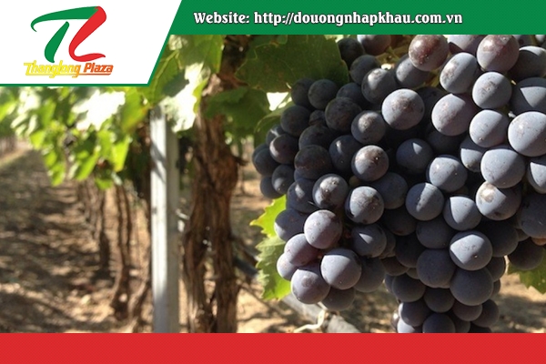 tim hieu ve giong nho do garnacha tintorera2