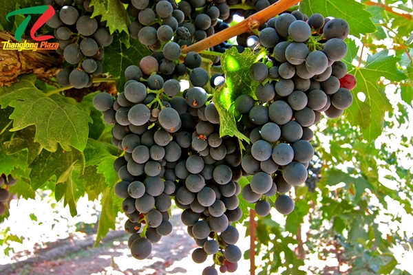 tim hieu ve giong nho montepulciano0