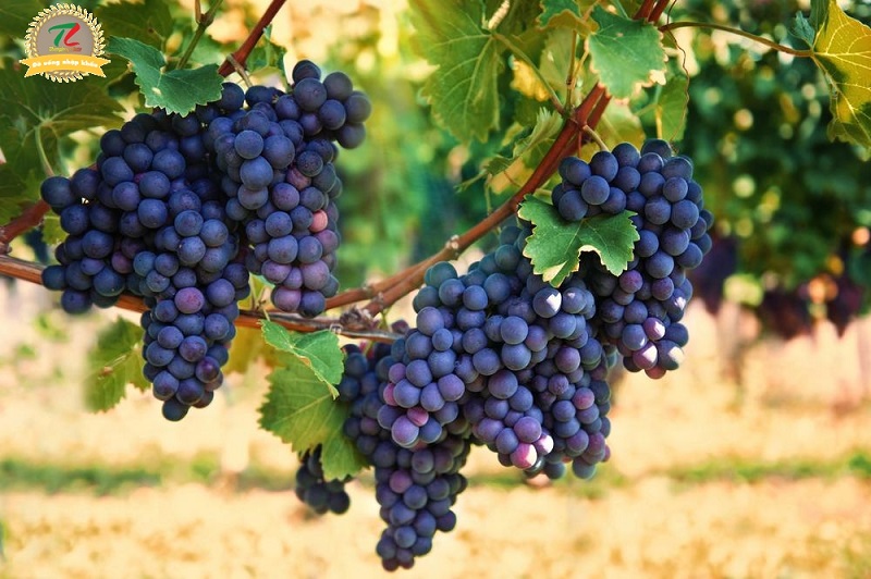 vang phap chateau les roques cotes de duras