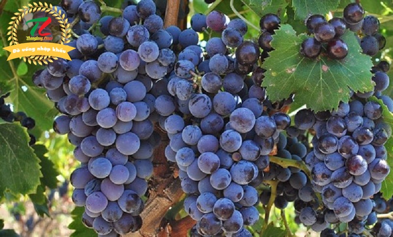 vang y argivo riserva primitivo di manduria